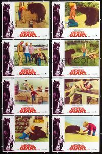 1g324 GENTLE GIANT 8 movie lobby cards '67 Dennis Weaver & big grizzly bear!