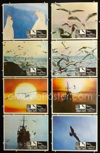 1k357 JONATHAN LIVINGSTON SEAGULL 8 Mexican LCs '73 great bird images, from Richard Bach's book!