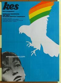 1o642 KES Polish 22x31 poster '69 David Bradley, Ken Loach, colorful bird artwork by Z. Bobrowski!