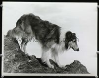 1t118 SON OF LASSIE deluxe 10x13 movie still '45 great close canine portrait climbing down mountain!