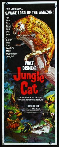 2h223 JUNGLE CAT insert movie poster '60 Disney, great artwork of jaguar, savage lord of the Amazon!