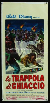 2h679 NIKKI Italian locandina movie poster '61 Walt Disney, Curwood, wild dog movie!