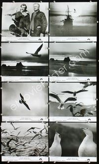 2m022 JONATHAN LIVINGSTON SEAGULL 47 8x10 stills '73 great bird images, from Richard Bach's book!
