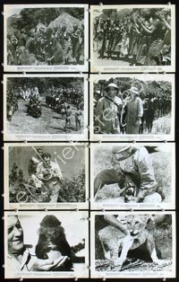 2m095 TEMBO 19 8x10 movie stills '52 World's Greatest Archer Howard Hill hunting with bow & arrow!