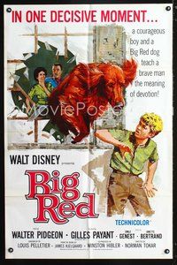 3d071 BIG RED 1sheet '62 Disney, Walter Pigeon, artwork of Irish Setter dog jumping through window!