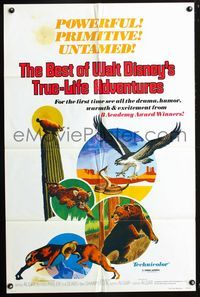 3r084 BEST OF WALT DISNEY'S TRUE-LIFE ADVENTURES one-sheet '75 powerful, primitive, cool animal art!
