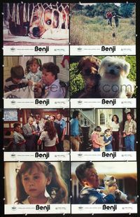 3t061 BENJI 8 LC '74 Joe Camp, classic dog movie, wonderful canine images + cat too!