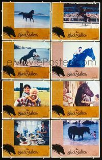 3t073 BLACK STALLION 8 lobby cards '79 Mickey Rooney, Terry Garr, cool images of horse on beach!
