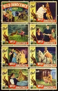 3t569 WILD INNOCENCE 8 lobby cards '36 great images of Australian kangaroo including boxing in ring!