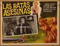 3w508 KILLER SHREWS Mexican movie lobby card '59 great Contreras art of rabid shrew, screaming girl!
