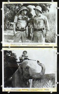 3y653 PERILS OF THE JUNGLE 2 8x10 stills '53 images of Clyde Beatty, most fearless animal trainer!