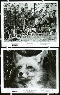 3y761 SILVER FOX & SAM DAVENPORT 2 8x10 stills R73 Roy Edward Disney, image of cute fox & hounds!