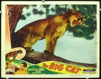 4c063 BIG CAT movie lobby card #4 '49 great image of mountain lion roaring!