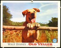4c551 OLD YELLER movie lobby card R74 great image of Disney's most classic canine!