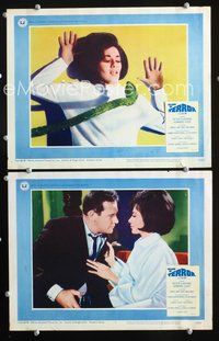 4g366 ISLAND OF TERROR 2 movie lobby cards '67 Peter Cushing, Carole Gray scared by snake!