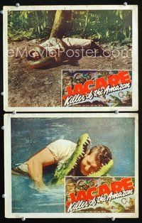 4g371 JACARE 2 movie lobby cards R48 Frank Buck in the African jungle, wrestling alligator, snake!