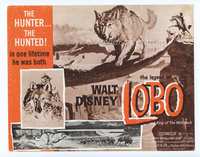 5f196 LEGEND OF LOBO TC R72 Walt Disney, King of the Wolfpack, cool artwork of wolf being hunted!
