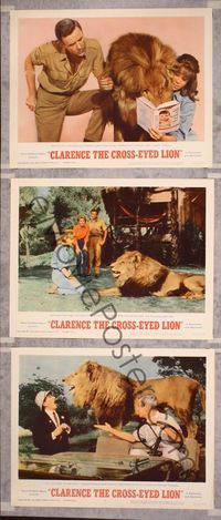 5g448 CLARENCE THE CROSS-EYED LION 3 LCs '65 African safari, wacky cross-eyed big cat!