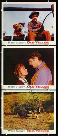 5g764 OLD YELLER 3 LCs R74 Fess Parker, Dorothy McGuire, Disney's most classic canine!