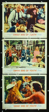 5g895 SWEET BIRD OF YOUTH 3 LCs '62 Rip Torn, Ed Begley, from Tennessee Williams' play!