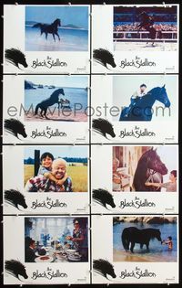5h055 BLACK STALLION 8 LCs '79 Carroll Ballard directed, image of horse on beach!