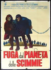 6a371 ESCAPE FROM THE PLANET OF THE APES linen Italian 2p '71 different image of chained apes!