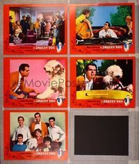 6g697 SHAGGY DOG 5 LCs '59 Disney, Fred MacMurray in the funniest sheep dog story ever told!