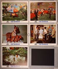 6g739 UGLY DACHSHUND 5 LCs '66 Walt Disney, great wacky image of Great Dane with wiener dogs!