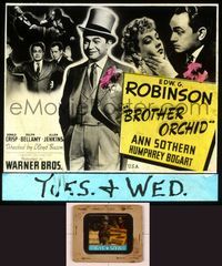 6h070 BROTHER ORCHID glass slide '40 Edward G. Robinson + 2 images of Humphrey Bogart!