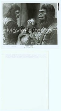 7b562 PLANET OF THE APES 8x10 still '68 great c/u of gorillas with bound & gagged Charlton Heston!
