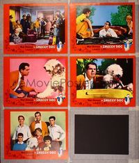 7m568 SHAGGY DOG 5 LCs '59 Disney, Fred MacMurray in the funniest sheep dog story ever told!