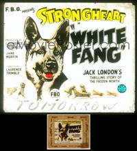 7t117 WHITE FANG glass slide '25 Strongheart the dog in Jack London's story of the frozen north!