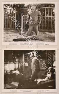 8d337 CREATURE WALKS AMONG US 2 8x10 stills '56 two great images with the wacky monster shown!
