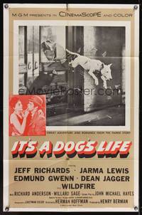 8m387 IT'S A DOG'S LIFE 1sh '55 great image of Wildfire the wonder dog jumping through window!
