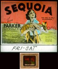 9w118 SEQUOIA glass slide '34 artwork of pretty Jean Parker in the wilderness holding fawn!