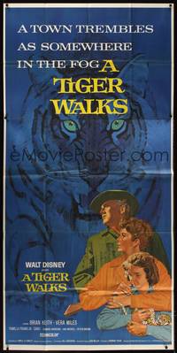 1a657 TIGER WALKS 3sh '64 Walt Disney, art of Brian Keith standing by huge prowling tiger!