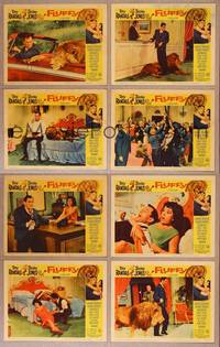 1e218 FLUFFY 8 LCs '65 huge lion & Tony Randall w/pretty Shirley Jones!