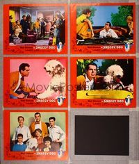 1e771 SHAGGY DOG 5 LCs '59 Disney, Fred MacMurray in the funniest sheep dog story ever told!