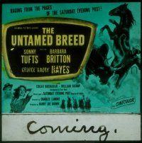 2k144 UNTAMED BREED glass slide '48 Sonny Tufts fighting with men & bull, pretty Barbara Britton!
