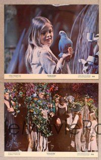 2p095 BLUE BIRD 8 color 11x14 stills '76 cool images of Elizabeth Taylor, Jane Fonda & Cicely Tyson