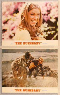 2p639 BUSHBABY 6 LCs '69 Margaret Brooks, Louis Gossett Jr, adventure as big as Africa!