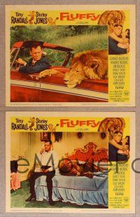 2p215 FLUFFY 8 LCs '65 great border art of huge lion & Tony Randall w/pretty Shirley Jones!