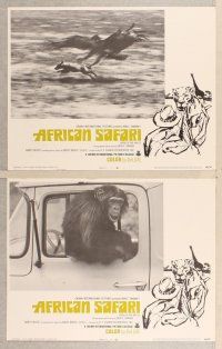 3p047 AFRICAN SAFARI 8 LCs '70 jungle documentary, cool images of wild animals!