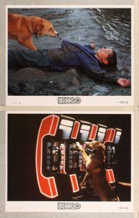 3p099 BINGO 8 LCs '91 dog adventure comedy, Cindy Williams, David Rasche!