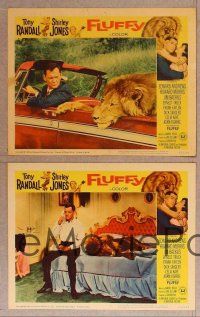 3p260 FLUFFY 8 LCs '65 wacky images of huge lion & Tony Randall w/pretty Shirley Jones!