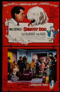 3p573 SHAGGY DOG 8 LCs '59 Disney, Fred MacMurray in the funniest sheep dog story ever told!