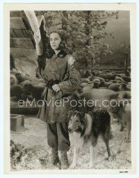 3r124 COURAGE OF LASSIE 8x10 still '46 close up of Elizabeth Taylor standing by the famous canine!