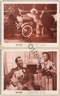 3v797 SHAGGY DOG 2 LCs R67 Disney, Fred MacMurray in the funniest sheep dog story ever told!