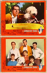 3v796 SHAGGY DOG 2 LCs '59 Disney, Fred MacMurray in the funniest sheep dog story ever told!