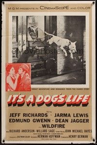 4d460 IT'S A DOG'S LIFE  1sh '55 great image of Wildfire the wonder dog jumping through window!